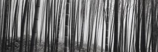 Russel Wong - Kyoto Bamboo Forest, 2003