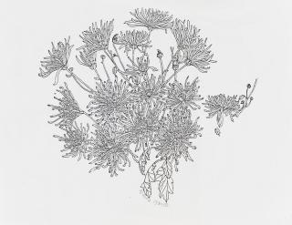 Ruth Asawa - Chrysanthemums Signed and dated \'ASAWA 1983 ©\' in pencil l.c., a handwritten letter from the artist on the reverse. Xerographic print on paper, unmatted, unframed. 8 1/2 x 11 in. (21.6 x 27.9 cm)
