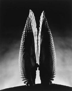 Ruth Bernhard - Angelwing (1943)