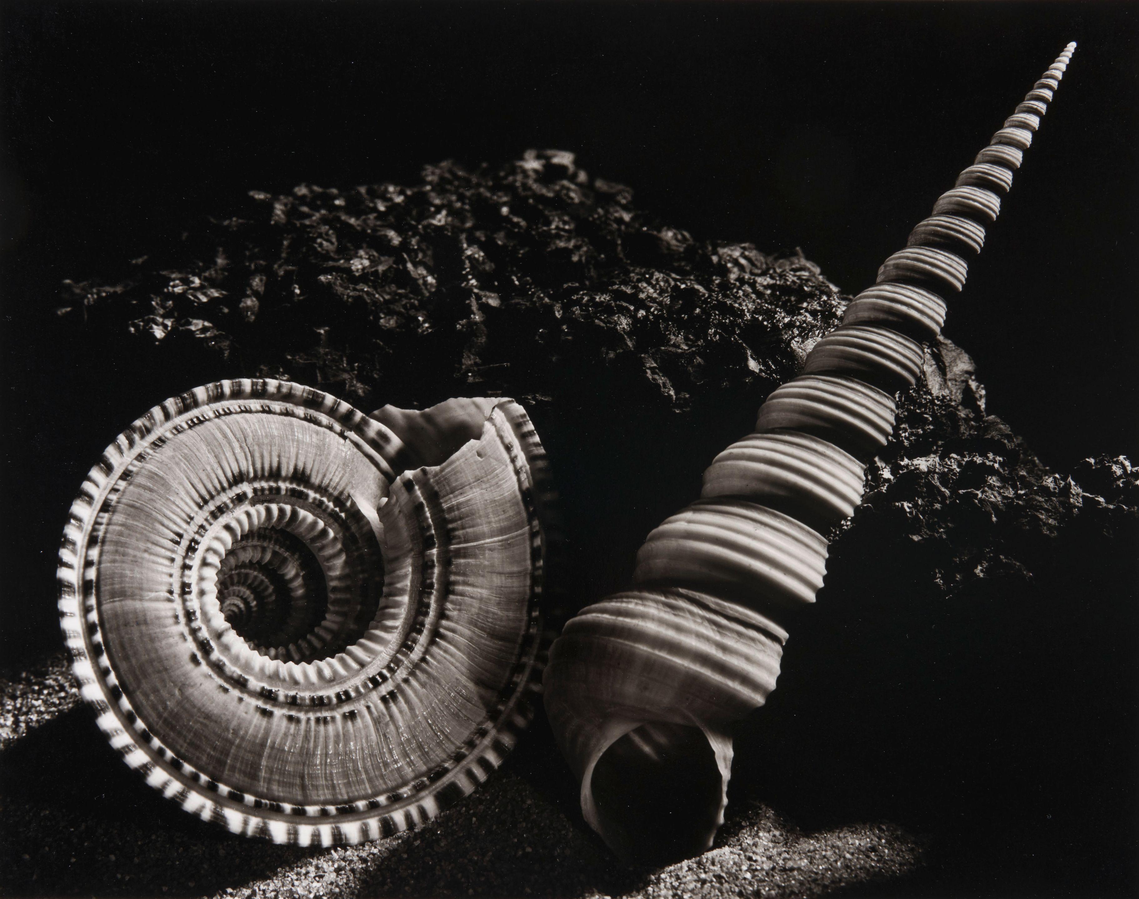 Ruth Bernhard - Architectonica Perspectiva, Turritella Terebra
