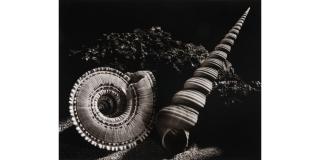 Ruth Bernhard - Architectonica Perspectiva, Turritella Terebra