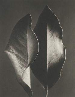 Ruth Bernhard - \'Gift Of The Commonplace\'