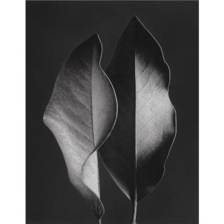 Ruth Bernhard - Two Leaves, 1952