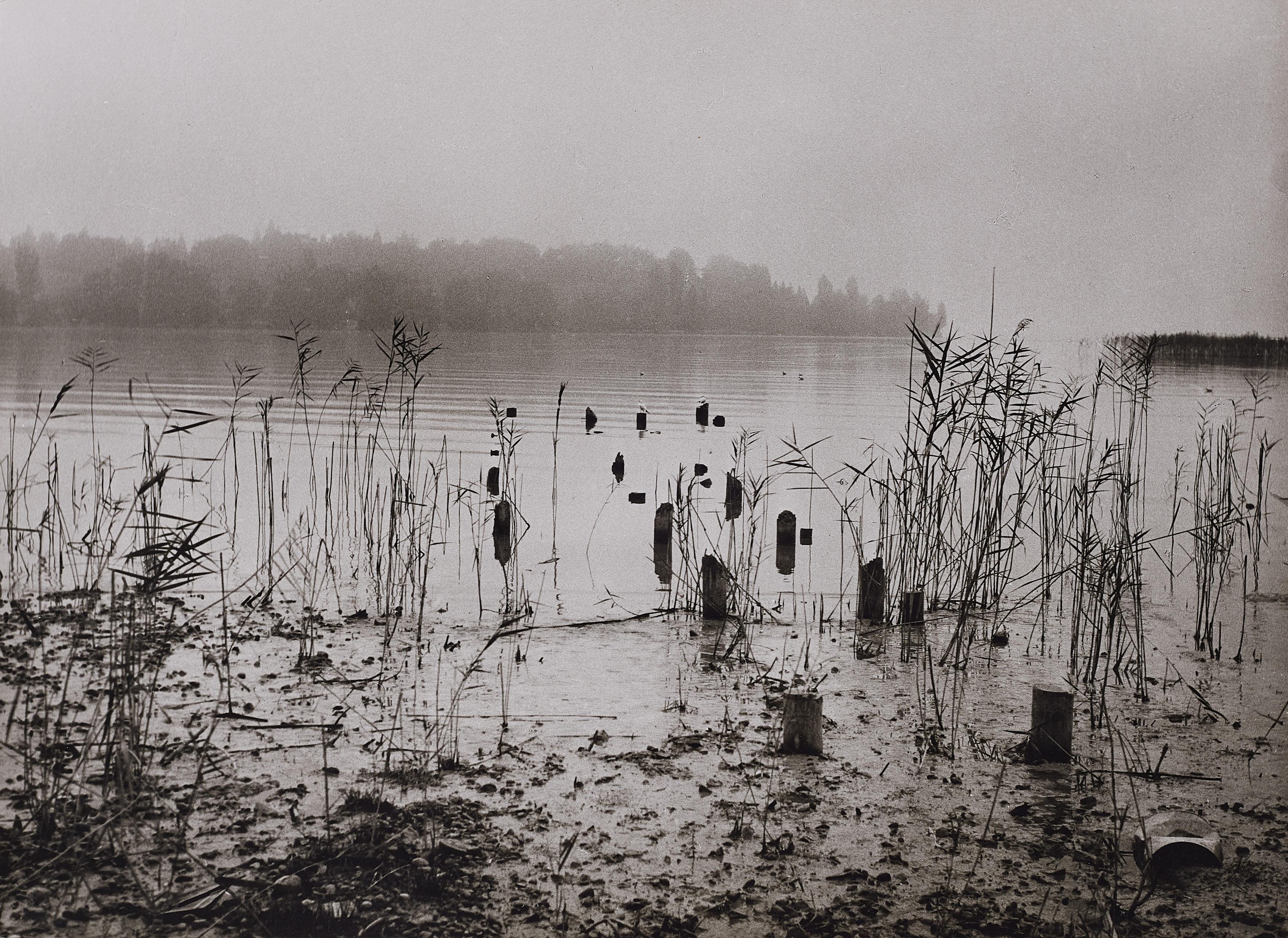 Ruth Hallensleben - Die Insel Mainau im Herbstnebel, Bodensee