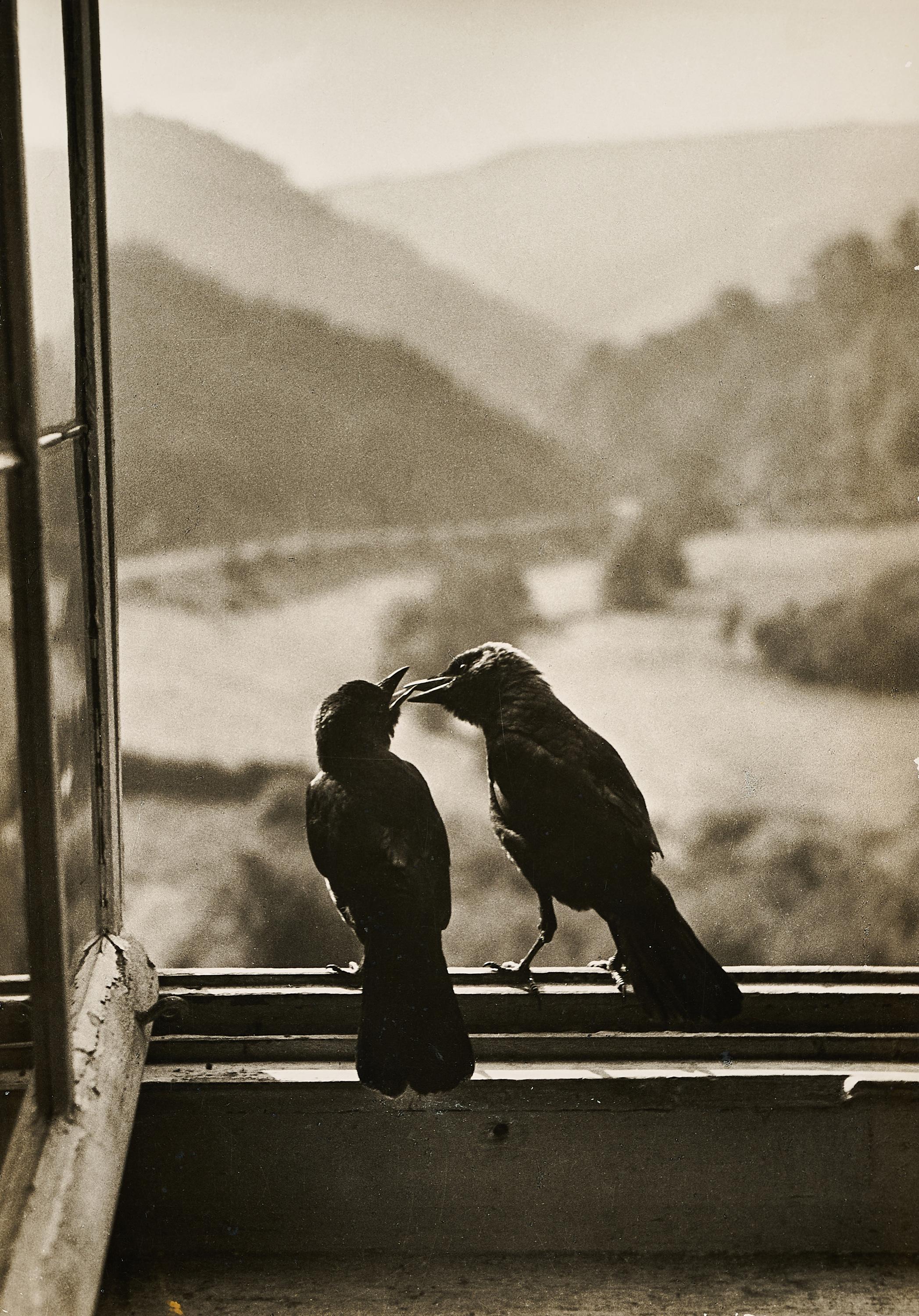 Ruth Hallensleben - Dohlen.