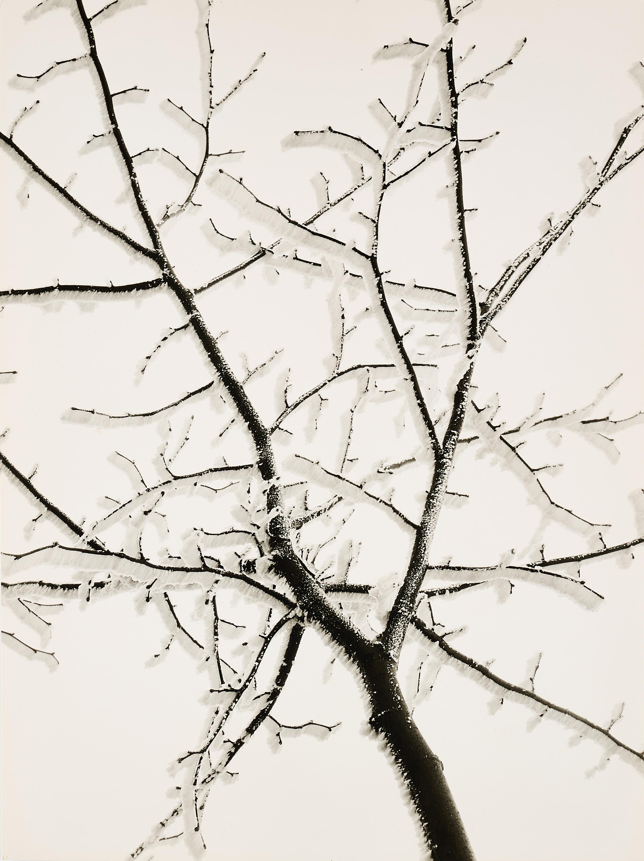 Ruth Hallensleben - Rauhreifzweig.