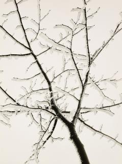 Ruth Hallensleben - Rauhreifzweig.