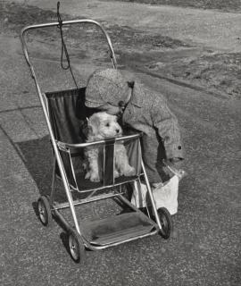 Ruth Orkin - Central Park (Little boy with dog in stroller), New York City