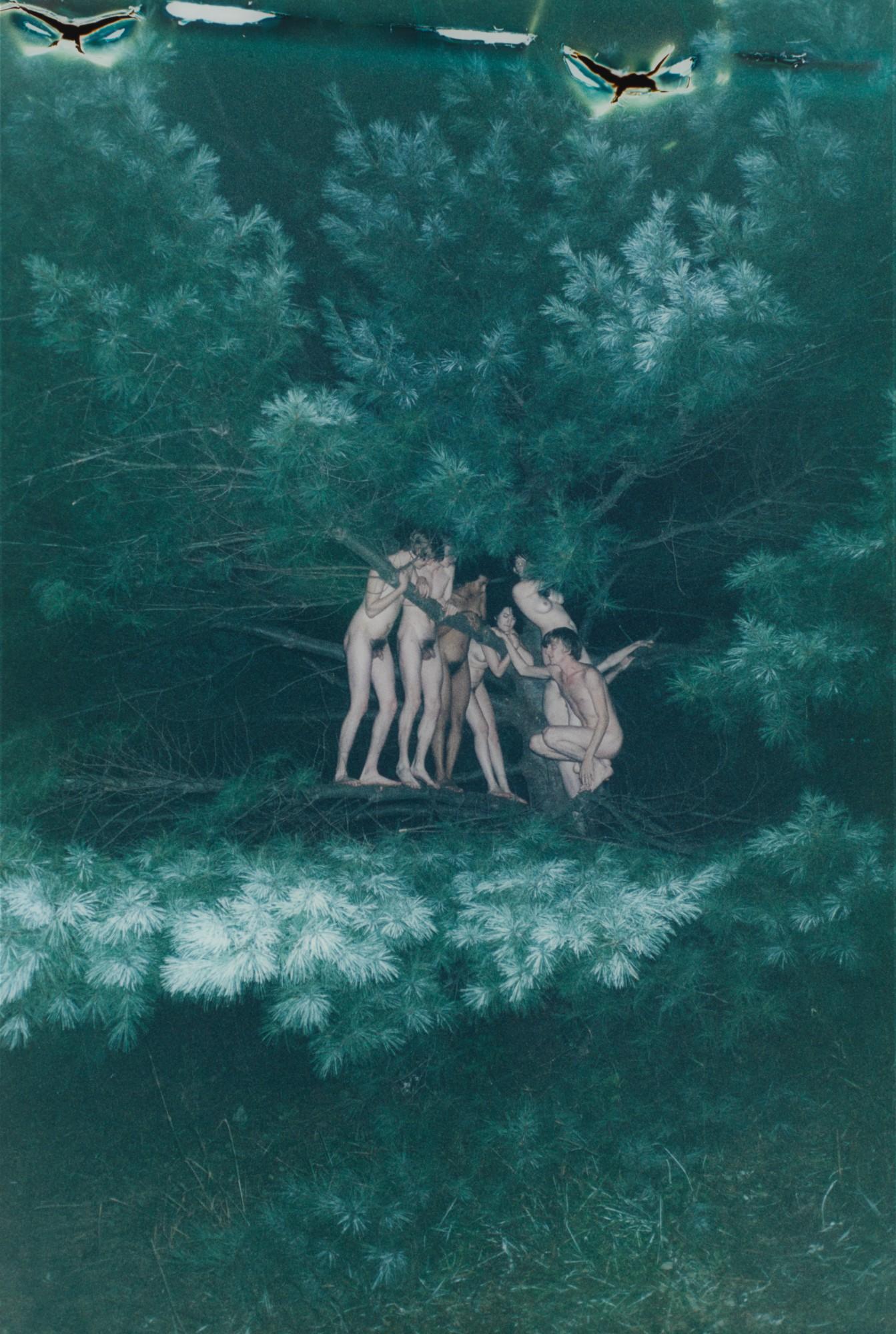 Ryan Mcginley - Tree #2