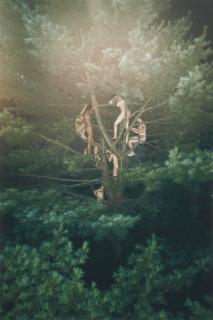 Ryan Mcginley - Tree #3