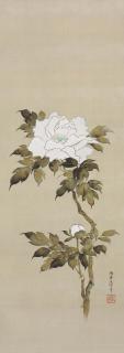 Sakai Doitsu - White peony