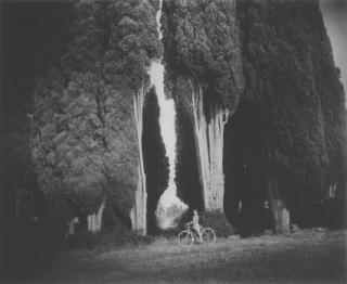 Sally Mann - Sempervirens \