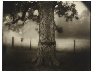 Sally Mann - Untitled (Deep South #1, Scarred Tree), 1998