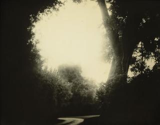 Sally Mann - Untitled (Deep South #20), 1998