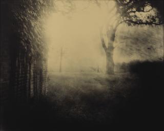 Sally Mann - Untitled (Deep South # 41), 1998