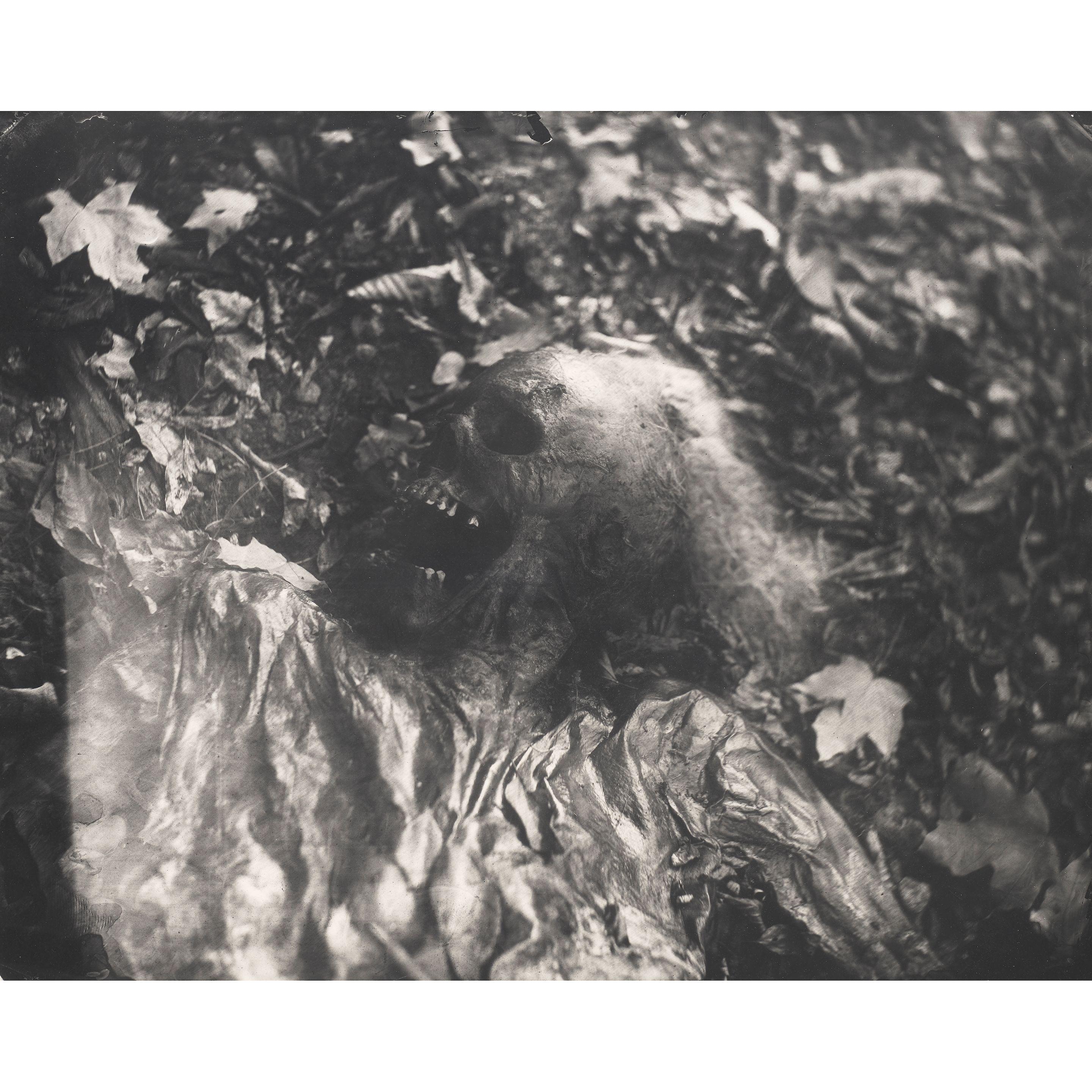 Sally Mann - Untitled (Skull) (from \'Body Farm\')