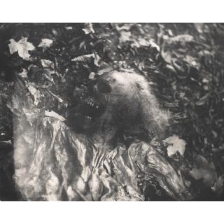 Sally Mann - Untitled (Skull) (from \'Body Farm\')