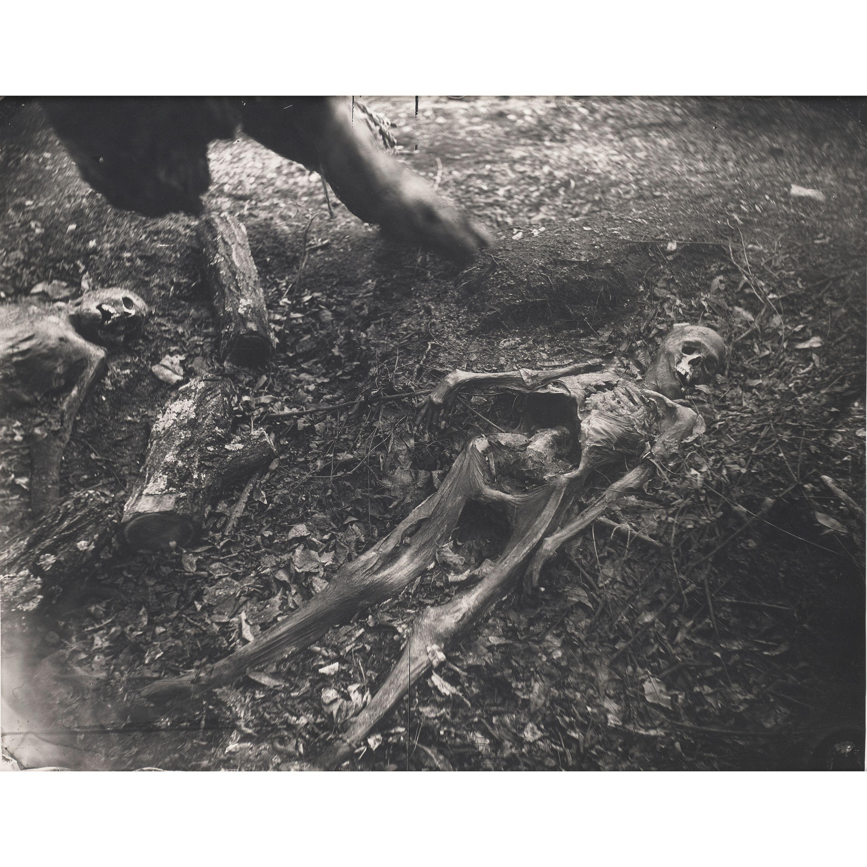Sally Mann - Untitled (Two Skeletons) (from \'Body Farm\')