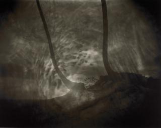 Sally Mann - Untitled