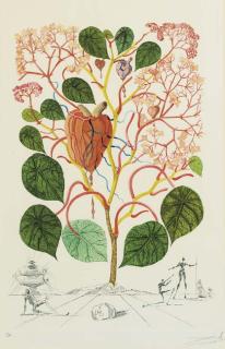 Salvador Dali - Begonia (From Flordali)