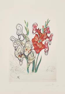 Salvador Dalí - Gladiolus (ears), from Florals