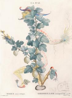 Salvador Dalí - Révérence du Groseillier