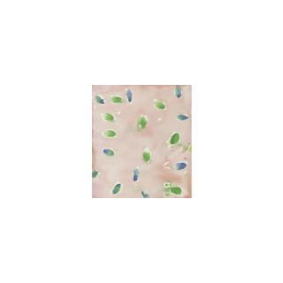 Sam Francis - Sf48-004