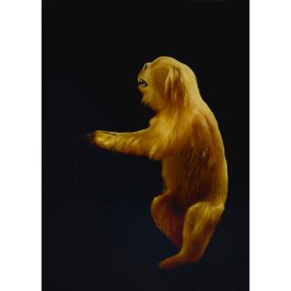 Sam Leach - Australian marmoset