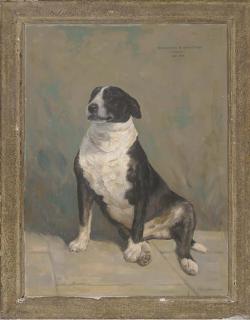 Sam Morse Brown, A.R.W.A., P.S. - Windlesham of Windlesham, Buzzy, (1949-1961)