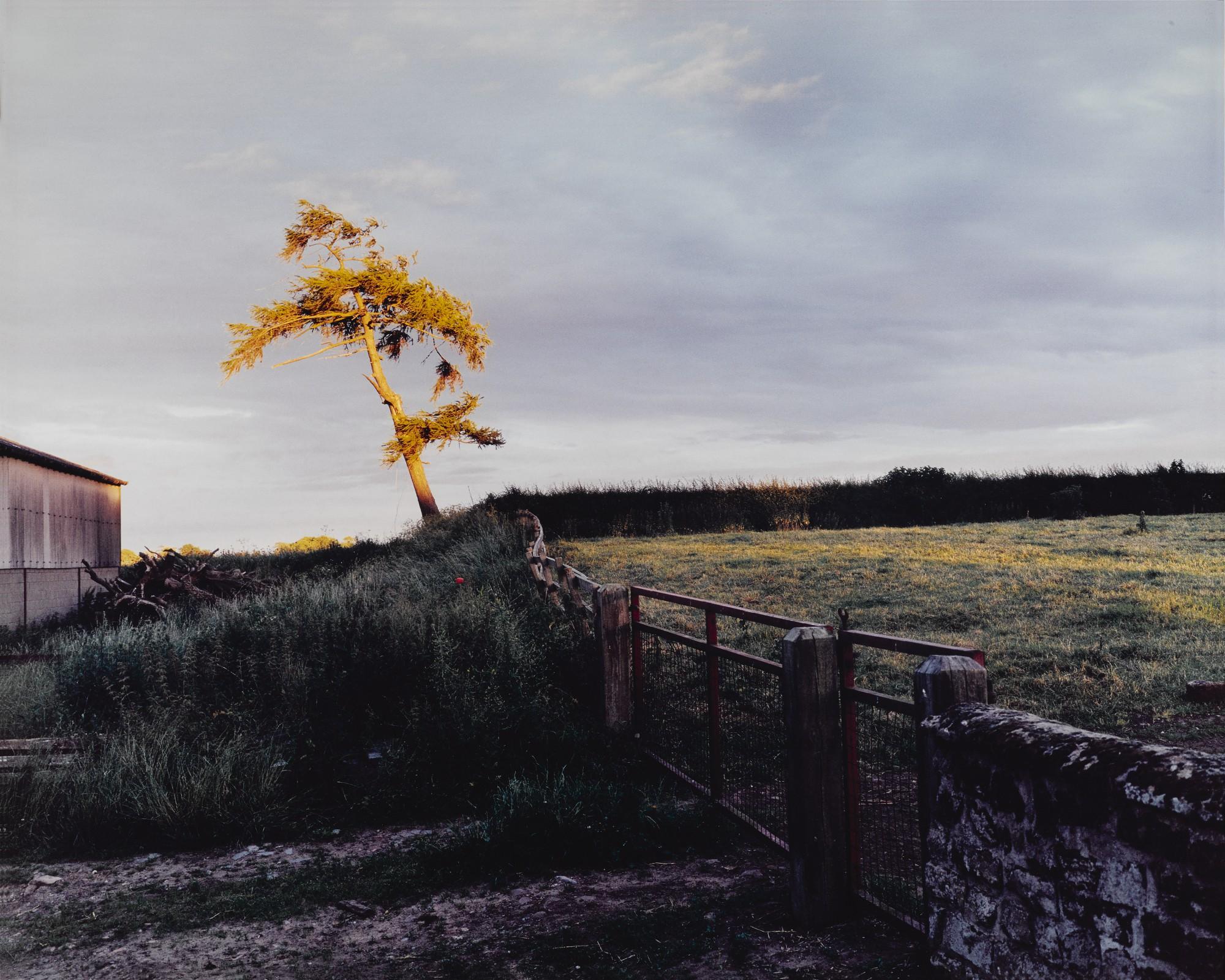 Sam Taylor-Johnson - Self Portrait As A Tree