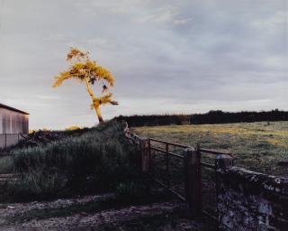 Sam Taylor-Johnson - Self Portrait As A Tree