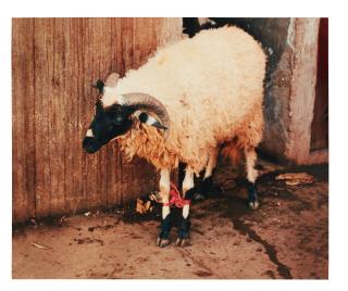 Sam Taylor-Wood - Bound Ram