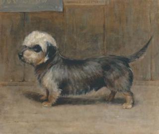 Samuel Fulton - Netherby II, K.C.S.B. 27740, a dandie dinmont