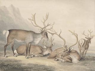 Samuel Howitt - A Herd Of Reindeer In A Mountainous Landscape