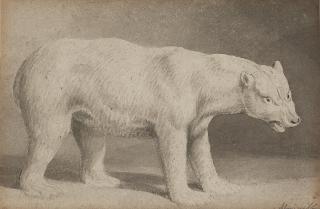 Samuel Howitt - A polar bear