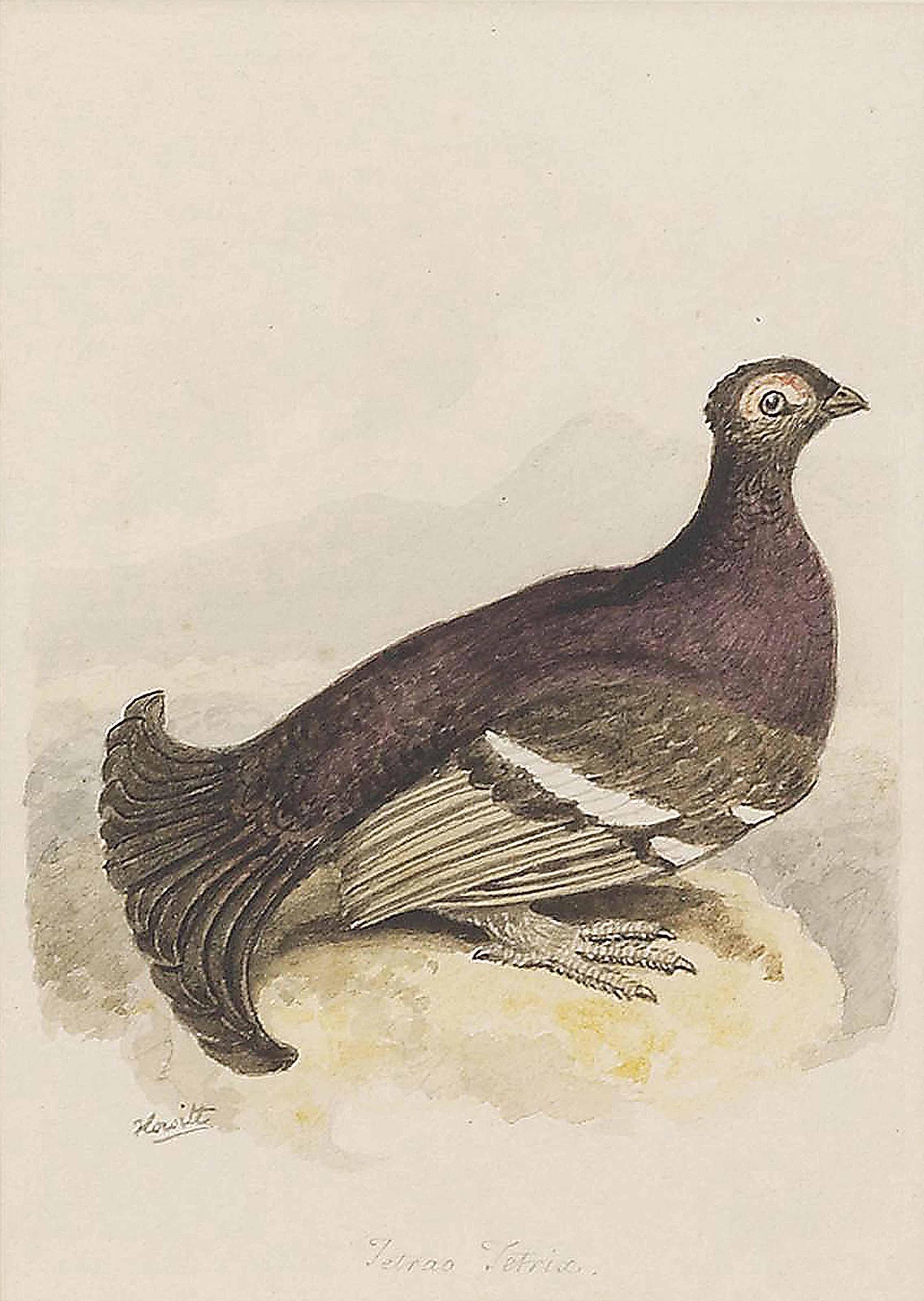 Samuel Howitt - Blackcock