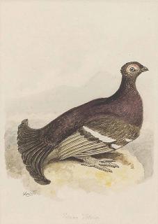 Samuel Howitt - Blackcock