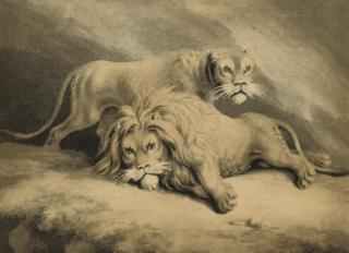 Samuel Howitt - Studies of lions