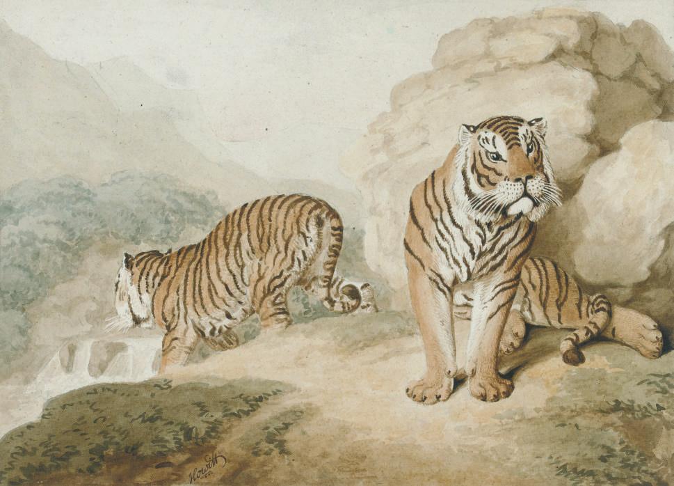 Samuel Howitt - Two Bengal Tigers