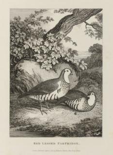 Samuel Howitt - Unknown