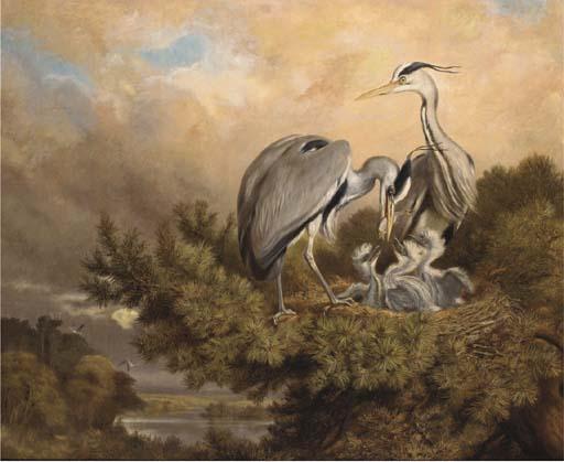 Samuel John Carter - Herons feeding their young