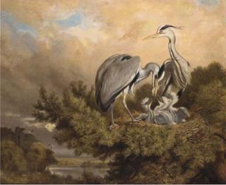 Samuel John Carter - Herons feeding their young