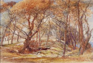 Samuel Palmer, R.W.S - A woodland study - possibly Clovelly Park, Devon