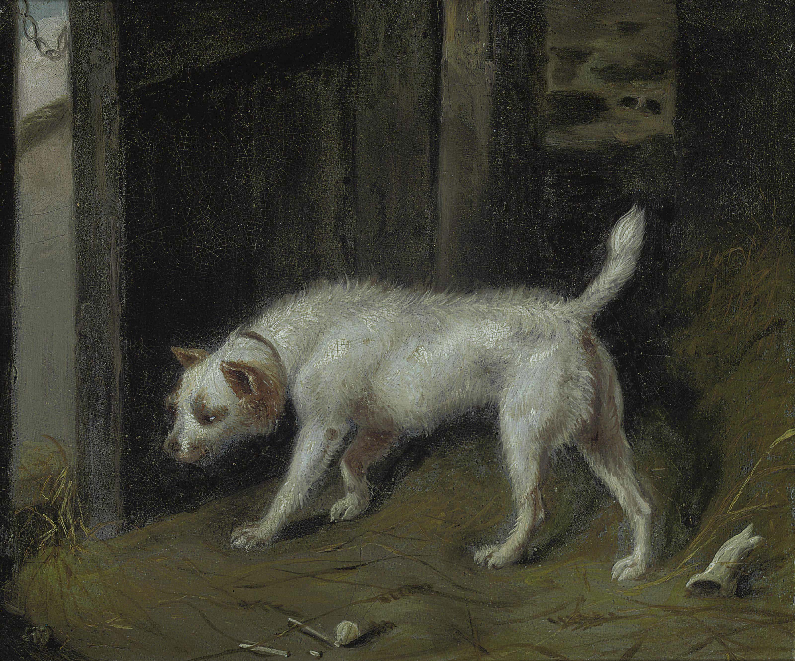 Samuel Raven - A Inquisitive Terrier