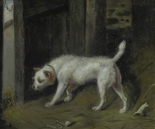 Samuel Raven - A Inquisitive Terrier