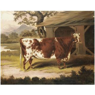 Samuel Spode - British Potrait Of A Cow