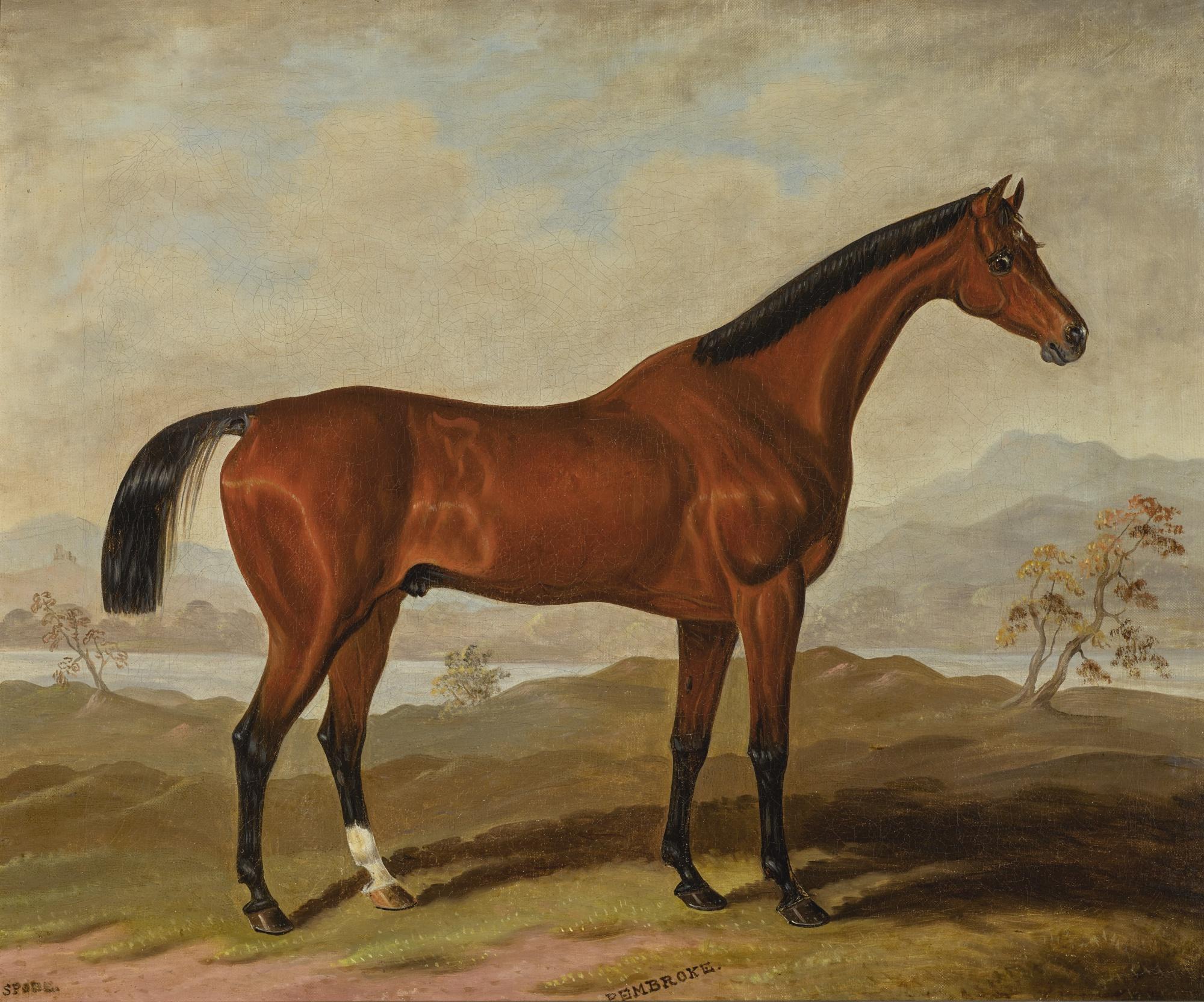 Samuel Spode - Pembroke, A Thoroughbred Horse