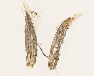 Sandra Blow, R.A. - Six Small Straw Sketches