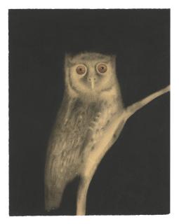 Sarah Ball - Megascops stangiae