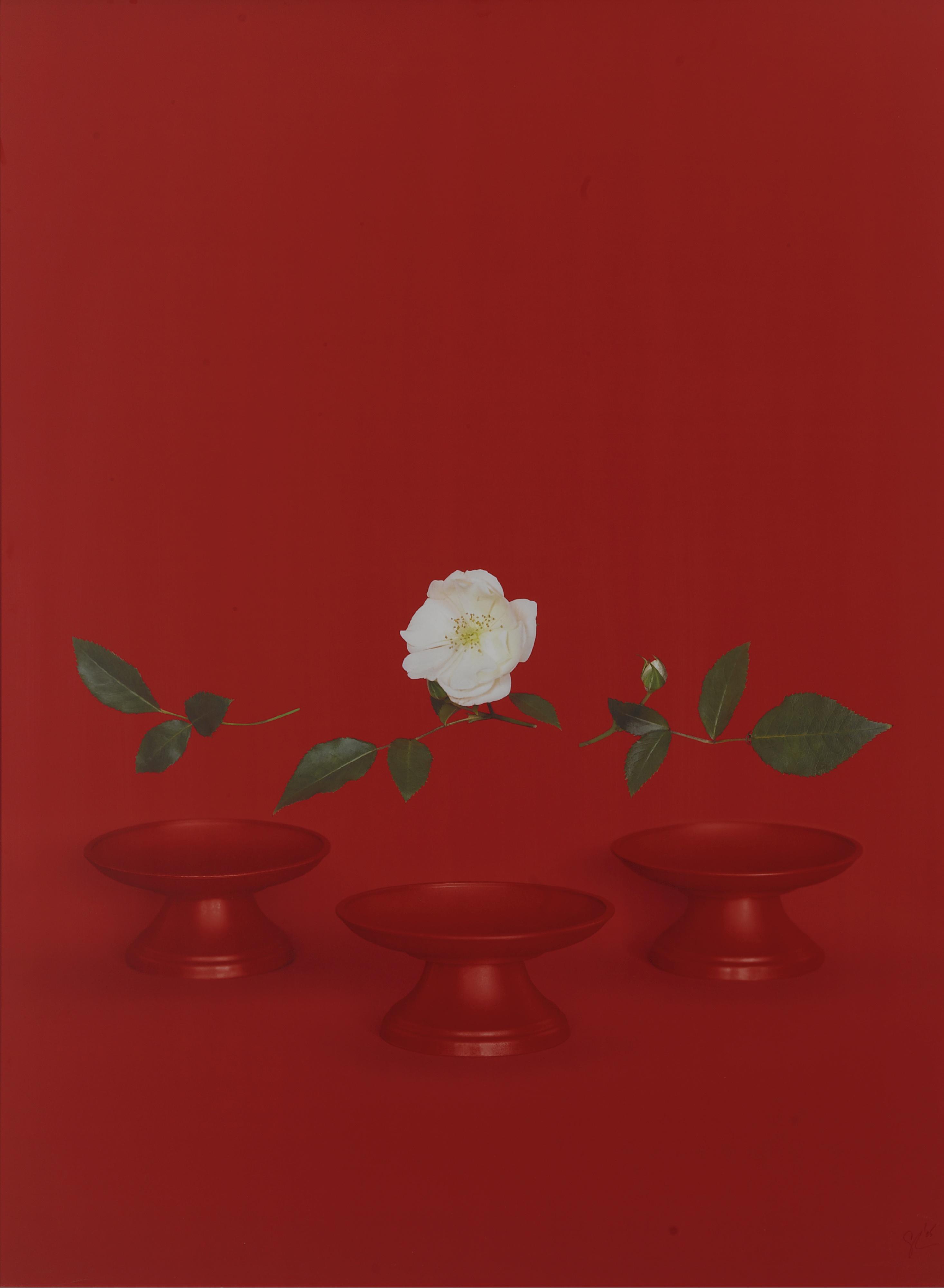 Sarah Charlesworth - Reb Bowls